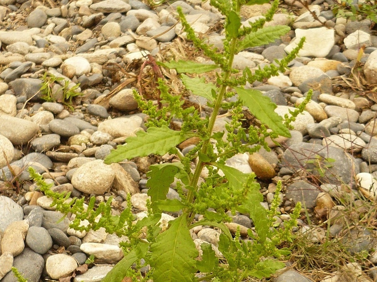 Dysphania ambrosioides (Amaranthaceae)